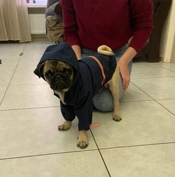 Куртка-дощовик для собак Noble Pet Moss Yellow M-Short (M4108/M-Short) фото от покупателей 7
