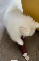 Игрушка Trixie Сарделька на веревке для собак, 11 см (винил) фото от покупателей 2