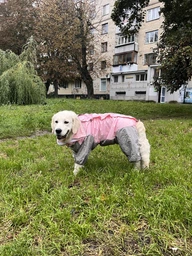 Дождевик для больших собак Графит 8XL Серо-желтый фото от покупателей 15