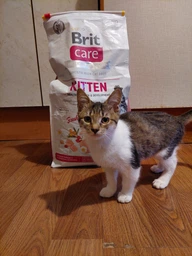 Сухой корм для котят Brit Care Cat GF Kitten Growth & Developmen с курицей и индейкой 2 кг фото от покупателей 16