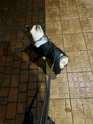 Комбинезон Collar AiryVest One для собак, размер L 50 Розовый (24237) фото от покупателей 16