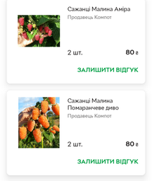 Сажанці Малина Помаранчеве диво
