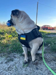 Шлейка для собак Harness K9 Long, металева пряжка фастекс і система MOLLE, L (77-99 см) Оливковий (076L-GREEN) фото від покупців 14
