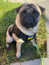 Шлейка для собак Harness K9 Long, металева пряжка фастекс і система MOLLE, L (77-99 см) Оливковий (076L-GREEN) фото від покупців 12