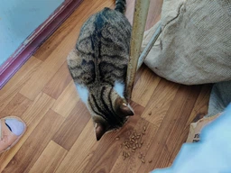 Сухой корм для взрослых кошек Purina Cat Chow Feline 3-in-1 с формулой тройного действия, с индейкой 1.5 кг фото от покупателей 5