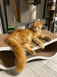 Когтеточка из картона усиленного с деревянным фасадом Cat Joy Fusion Beige 77x29x29 см фото от покупателей 10