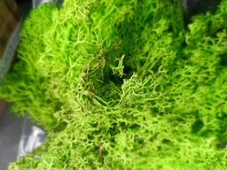 Мох ягель стабилизированный цвет Grass Green Light 79 - 15 г. (2296)