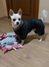 Комбинезон Collar AiryVest One для собак, размер L 50 Розовый (24237) фото от покупателей 14