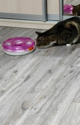 Іграшка для кота/кошенят Georplast Ufo Два м'ячі, інтерактивна, колір мікс, 10605, 25х8 см фото від покупців 1