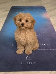 Преміальний килимок для йоги Luna Yoga 1830х680х4 мм Asana (LunaYogaMatAsana)