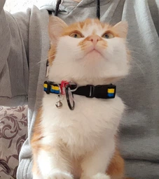 Ошейник для котов нейлоновый Collar WAUCAT c QR паспортом Colors of freedom пластиковый фастекс XS 20 - 30 см (5210-4020Collar) фото от покупателей 11