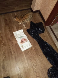 Сухий корм для кішок BonaCibo Adult Cat Lamb&Rice з м\'ясом ягняти та рисом 5 кг (BC405666)