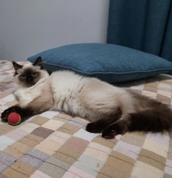 Сухой корм для взрослых кошек Purina Cat Chow Feline 3-in-1 с формулой тройного действия, с индейкой 1.5 кг фото от покупателей 2