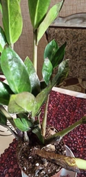 Заміокулькас (Zamioculcas, Доларове дерево), висота 30 - 40см, 12" горщик (RG145) фото від покупців 10