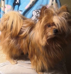Зимний комбинезон для собак Dog S Оранжевый фото от покупателей 13