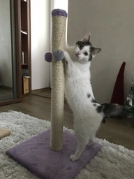 Дряпка для кота Мур-Мяу Стовпчик-2 37х37х72 см для кішок у сизалевій мотузці Бузковий фото від покупців 1