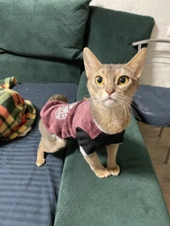 Теплая кофта для котов (кошек) Style Pets FaceSPM (KM/FSPM/br) из махровой ткани XXL фото от покупателей 5