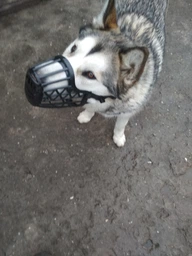 Trixie Muzzle намордник для собак L - чорний фото от покупателей 9