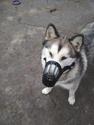 Trixie Muzzle намордник для собак L - чорний фото от покупателей 8