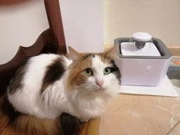 Фонтан напувалка автоматична для домашніх тварин Pet Water Fountain USB сіра