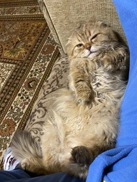 Колтунорез для срезки колтунов у котов Trixie 5 х 18 см (4011905242408) фото от покупателей 1