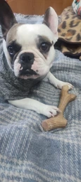Іграшка для собак GiGwi Рог жувальний Wooden Antler M Коричневий (2342Collar) фото від покупців 10