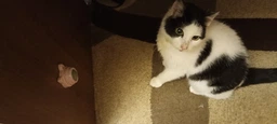 Кошачья мята Мятный шарик Лизалка для котов Игрушка для кота фото от покупателей 3