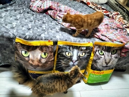 Sucha karma dla kotów JOSERA SensiCat z wrażliwym układem pokarmowym 10kg (4032254749219) Zdjęcie od kupującego 2