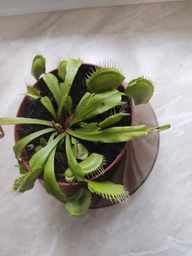 Растение хищник Венерина Мухоловка AlienPlants B52 Dionaea muscipula B52 размер L (SUN0001CP) фото от покупателей 10