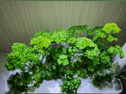 Гидропонная установка Click&Grow Белая (7205 SG3) фото от покупателей 1