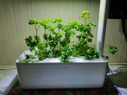 Гидропонная установка Click&Grow Белая (7205 SG3)
