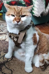 Шлея для котов и мелких собак Harness, тактический жилет с ручкой (35-48 см), Оливковый (093-GREEN) фото от покупателей 1
