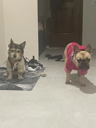 Сухой гипоаллергенный корм для взрослых собак малых пород Brit Care Dog Hypoallergenic Adult Small Breed Lamb с ягненком 7 кг (172651) фото от покупателей 10
