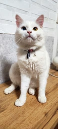Ошейник для котов нейлоновый Collar WAUCAT c QR паспортом Colors of freedom пластиковый фастекс XS 20 - 30 см (5210-4020Collar) фото от покупателей 5