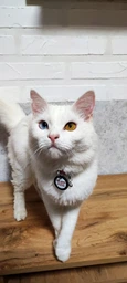 Ошейник для котов нейлоновый Collar WAUCAT c QR паспортом Colors of freedom пластиковый фастекс XS 20 - 30 см (5210-4020Collar) фото от покупателей 4