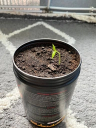 Набір для вирощування гострого перцю Pepper-X Carolina Reaper Red (Каролінський Жнець) фото от покупателей 9