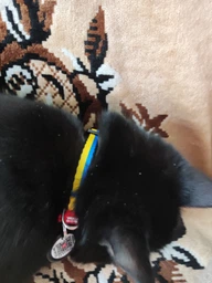 Ошейник для котов нейлоновый Collar WAUCAT c QR паспортом Colors of freedom пластиковый фастекс XS 20 - 30 см (5210-4020Collar) фото от покупателей 3