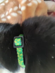 Нашийник для собак нейлоновий Collar WAUCAT Nylon з QR-паспортом, малюнок "Авокадо", пластиковий фастекс, XS, Ш 10 мм, Д 20-30 см (5280) фото від покупців 5