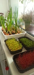 Набір для вирощування мікрозелені Panda microgreen на 14 врожаїв (ТОП 10 видів культур)