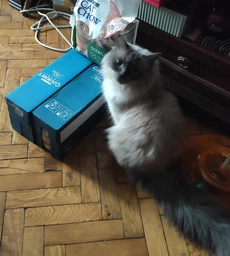 Сухой корм для кошек Purina Cat Chow Sterilised с индейкой 1.5 кг (7613287329516) фото от покупателей 18