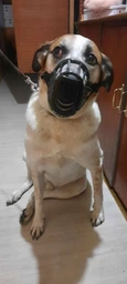 Trixie Muzzle намордник для собак L - чорний фото от покупателей 7