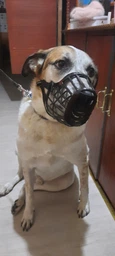 Trixie Muzzle намордник для собак L - чорний фото от покупателей 5