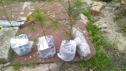 Сосна Шотландская "Scots Pine" (быстрорастущая) горшок P9 (52217)
