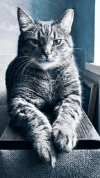Сухий корм для дорослих стерилізованих котів Purina Cat Chow Sterilised із куркою 1.5 кг фото от покупателей 11