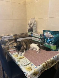 Сухий корм для кішок Purina Pro Plan Sterilised з кроликом 10 кг (7613033566486)