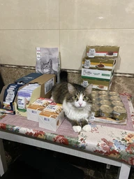 Сухий корм для кішок Purina Pro Plan Sterilised з кроликом 10 кг (7613033566486) фото від покупців 1