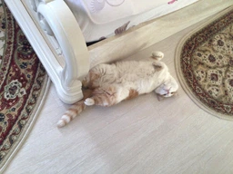 Сухой корм Purina Friskies для взрослых котов с курицей и овощами 10 кг фото от покупателей 10
