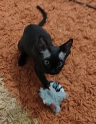 Игрушка для котов GiGwi Енот с кошачьей мятой Catch&scratch 8 см (75019Collar) фото от покупателей 9