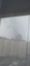 Тюль вуаль шифон белый с пришитой тесьмой 300*250 см фото от покупателей 12