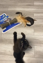 Іграшка для котів Спресована котяча м'ята з пером GiGwi Johnny stick перо котяча м'ята 8 см фото от покупателей 3